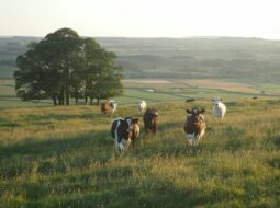 Digital Innovation Is Transforming Farming into a High-Tech Ecosystem