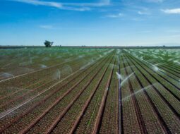 Sustainable Agricultural
